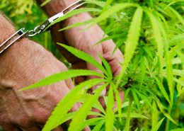 cannabis-marijuana- growers-law legal