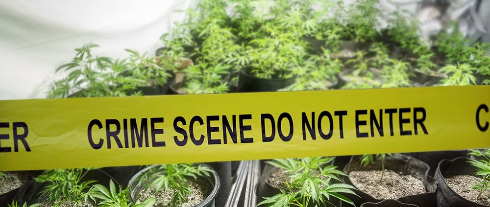 Santa Barbara County Police Shuts Down Illegal Cannabis Operation