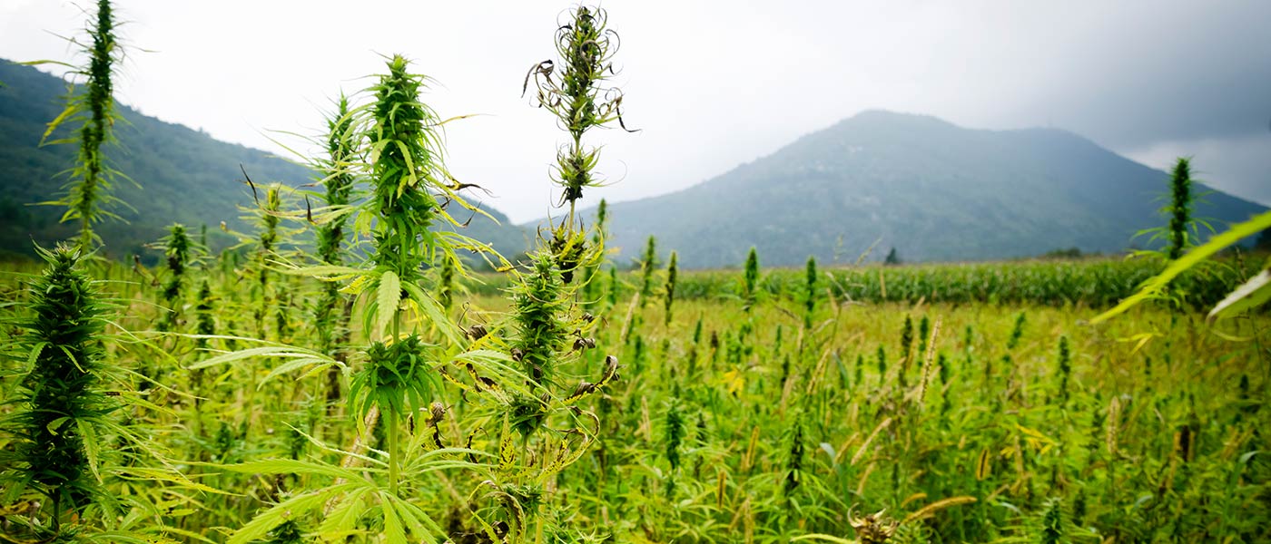 cannabis farm tours california